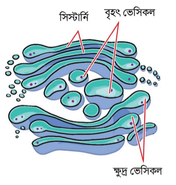 golgi-body