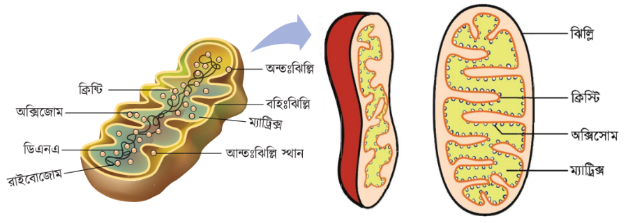 mitochondria