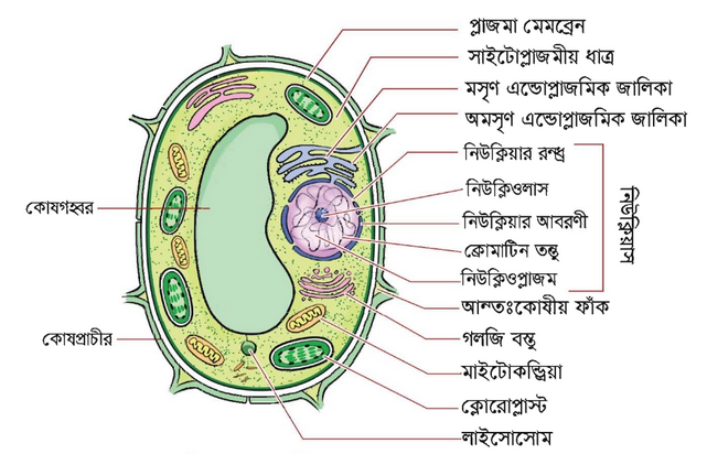 plant-cell
