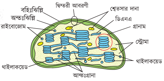 chloroplast